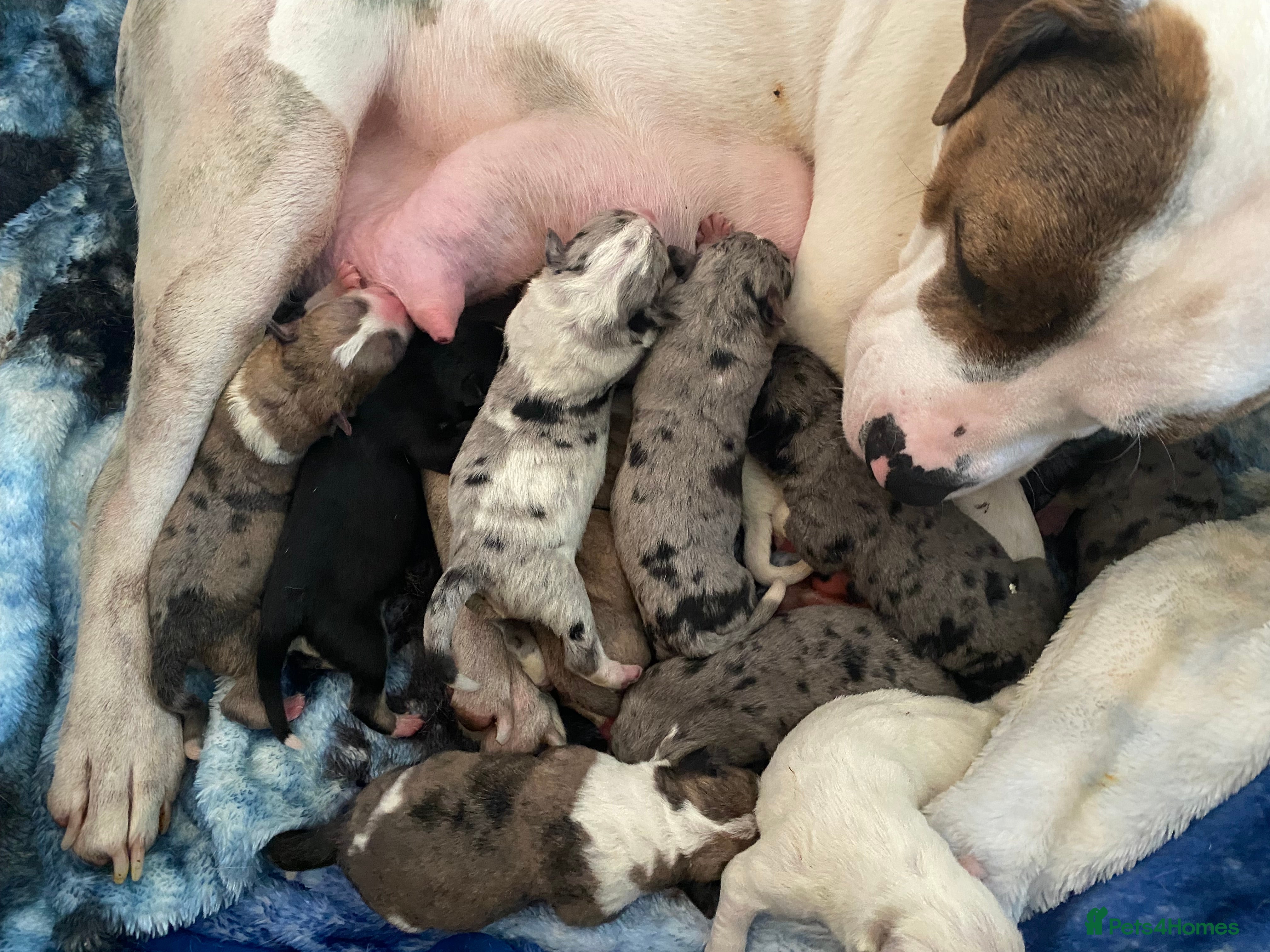 Mixed Breed dogs 10 puppies for sale  - Advert 2