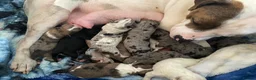 Mixed Breed dogs for sale: 10 puppies for sale  - Advert 1