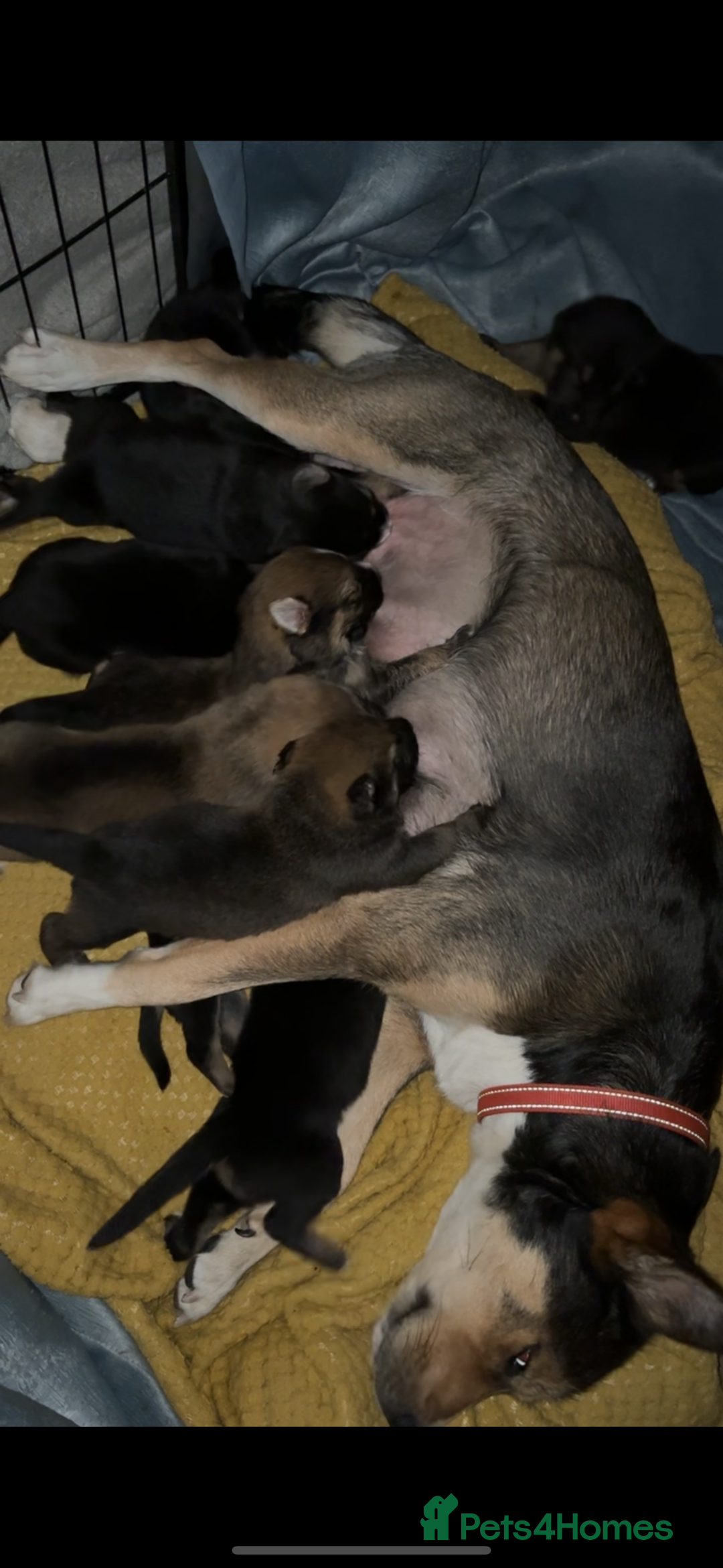 Shepsky dogs for sale: 9 beautiful Shepsky puppies in Doncaster - Advert 19