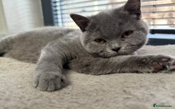 British Shorthair cats for sale: British Shorthair Girl - Image 6