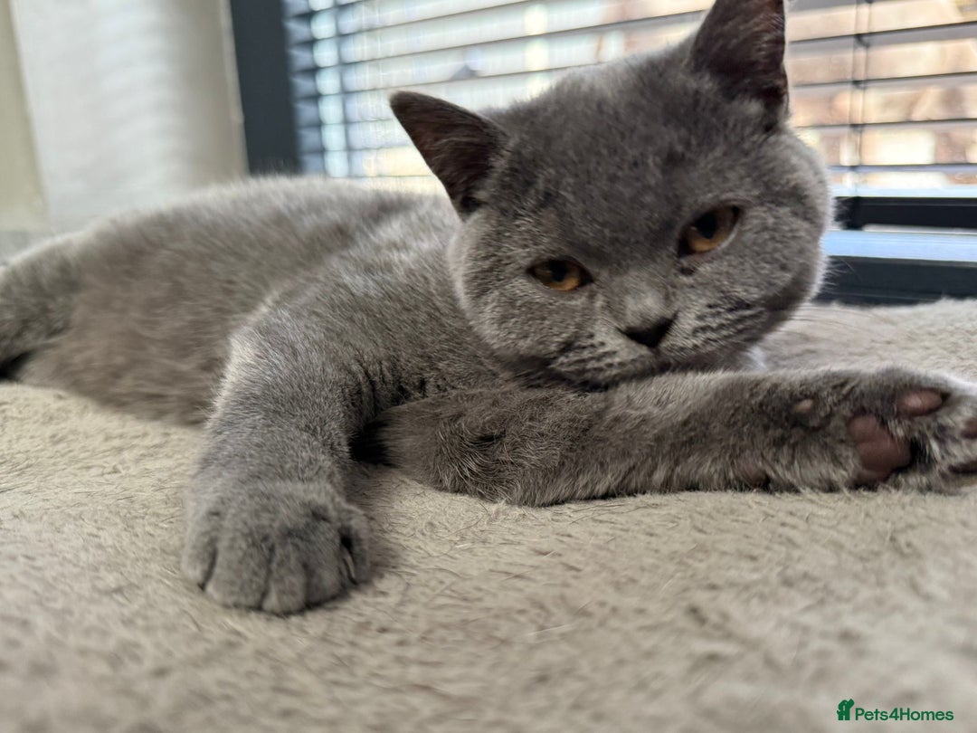 British Shorthair cats for sale: British Shorthair Girl - Image 6