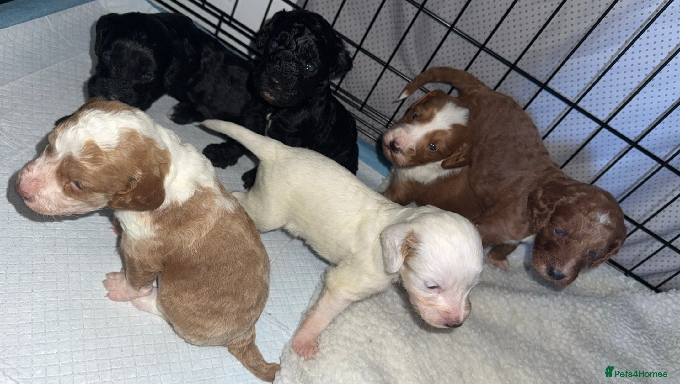 Cockapoo dogs Gorgeous F2 cockapoo puppies  - Advert 2