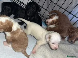 Cockapoo dogs Gorgeous F2 cockapoo puppies - Advert 2