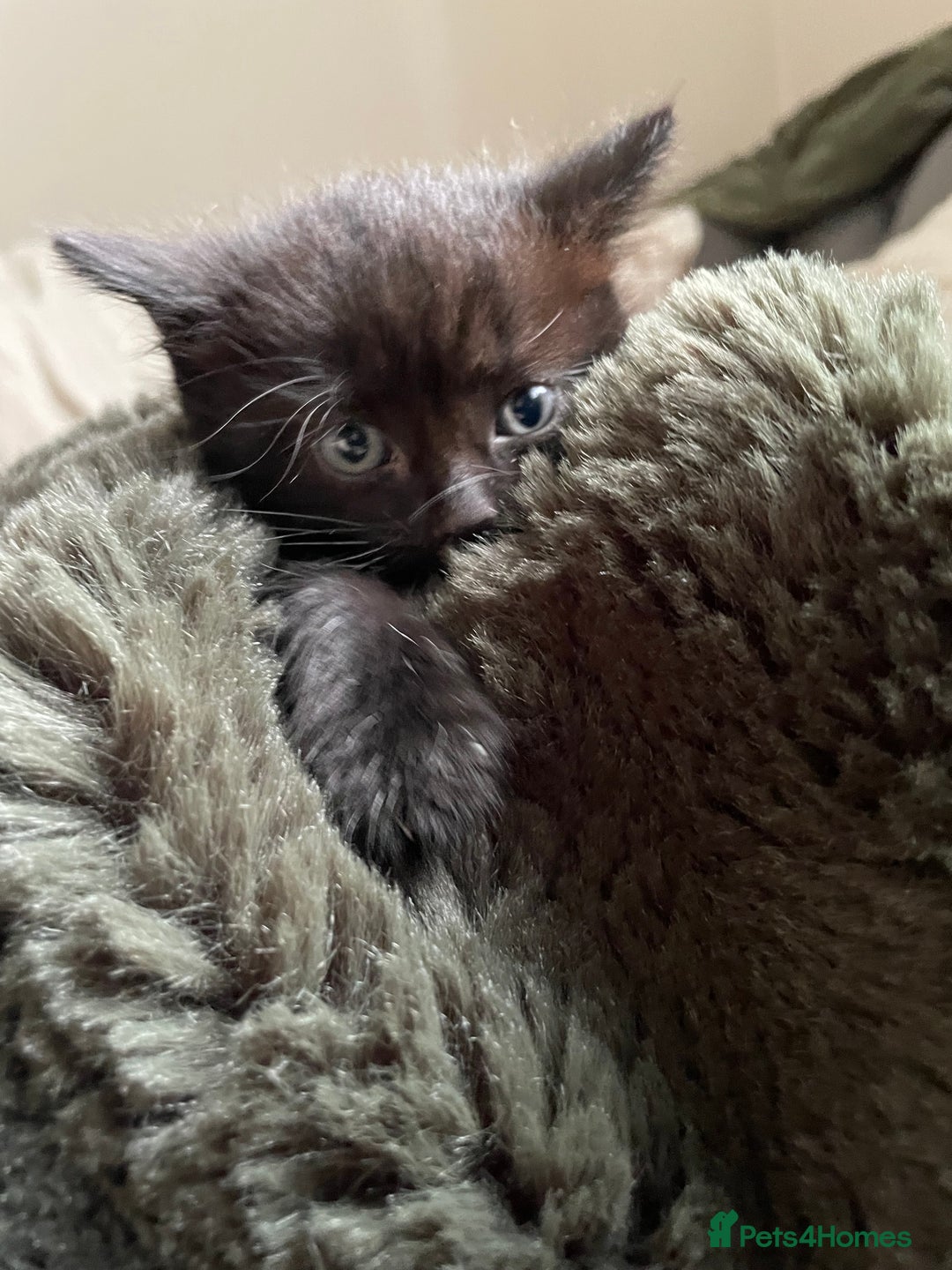 British Longhair cats for sale: Honey’s Kittens!  - Image 7