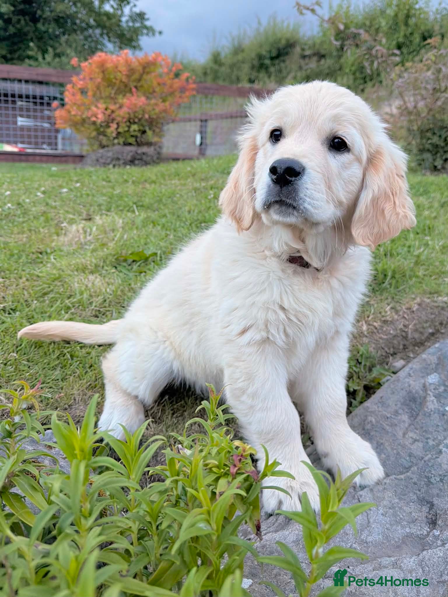 Golden Retriever dogs ⭐ Last KC Golden Retriever Girl - £1,500 - Advert 1