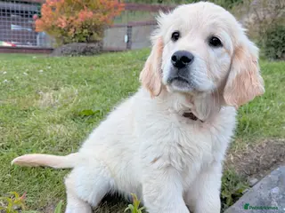 Golden Retriever dogs ⭐ Last KC Golden Retriever Girl - £1,500 - Advert 1