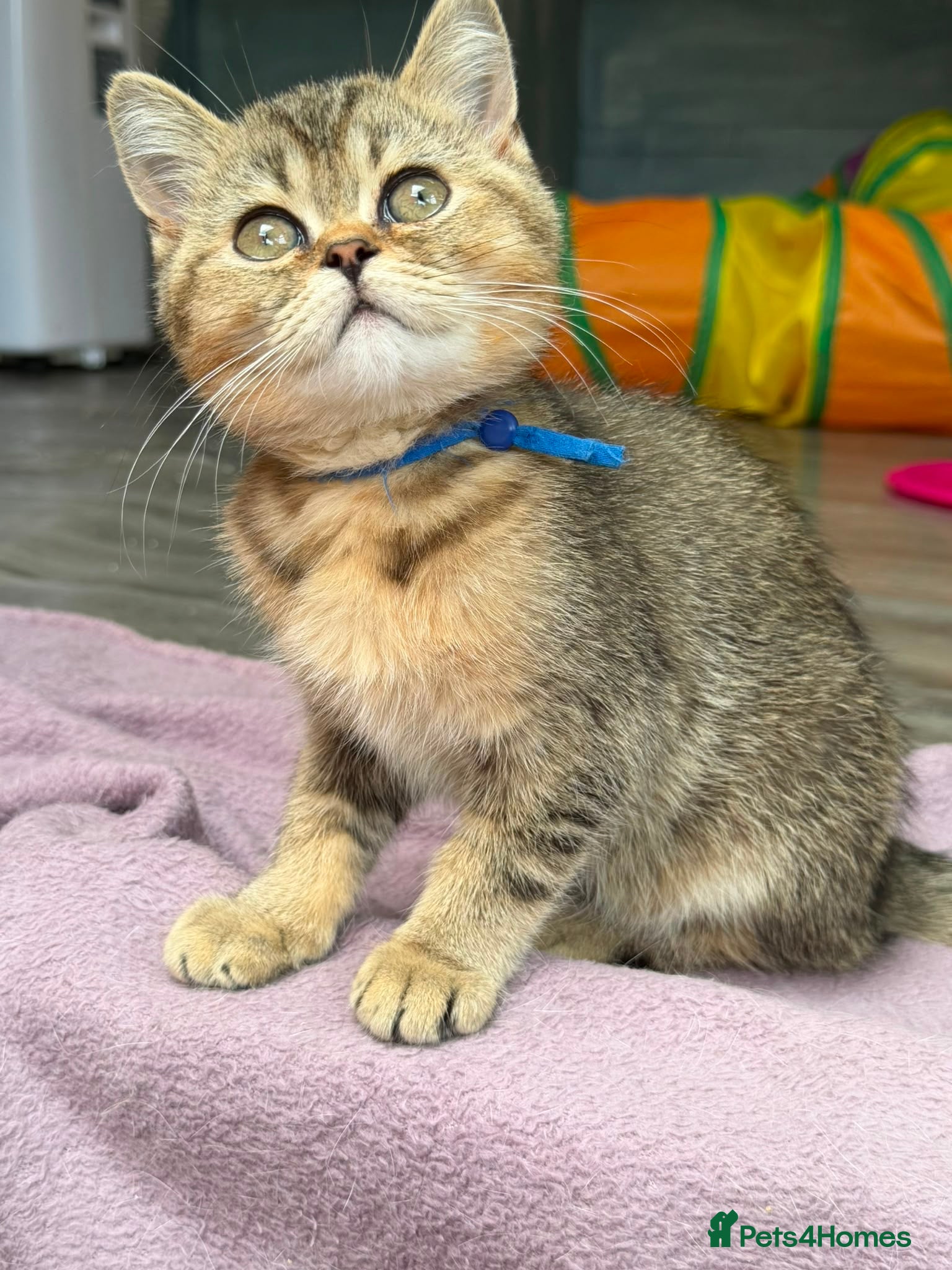 British Shorthair cats British Shorthair TICA stunning kittens - Advert 1