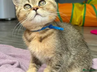 British Shorthair cats British Shorthair TICA stunning kittens - Advert 1