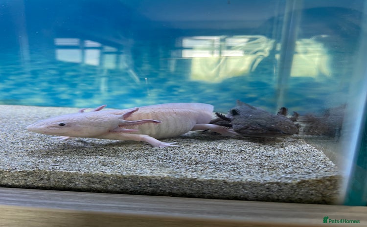 Other/Mixed Breed fish - Advert 1