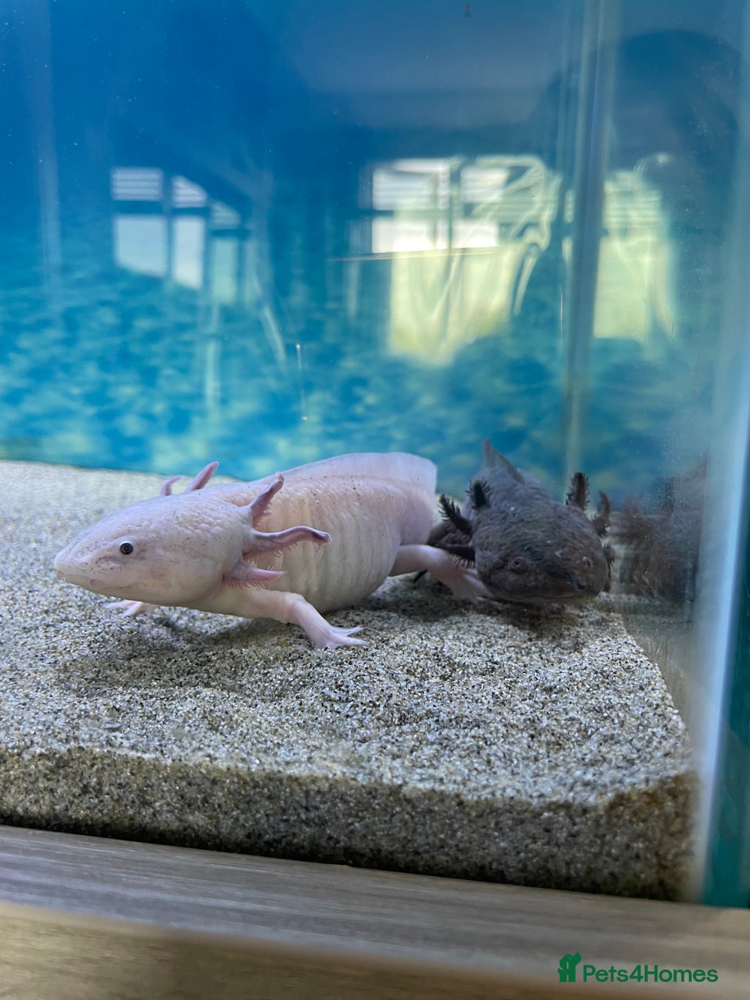 Other/Mixed Breed fish for sale: X2 Axolotls  - Image 1