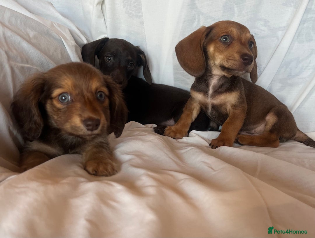 Miniature Dachshund dogs for sale: Miniature dachshund **updated  - Image 23