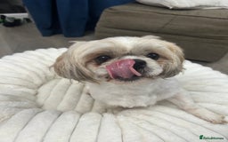 Shih Tzu dogs for sale: Shih tzu - Image 3