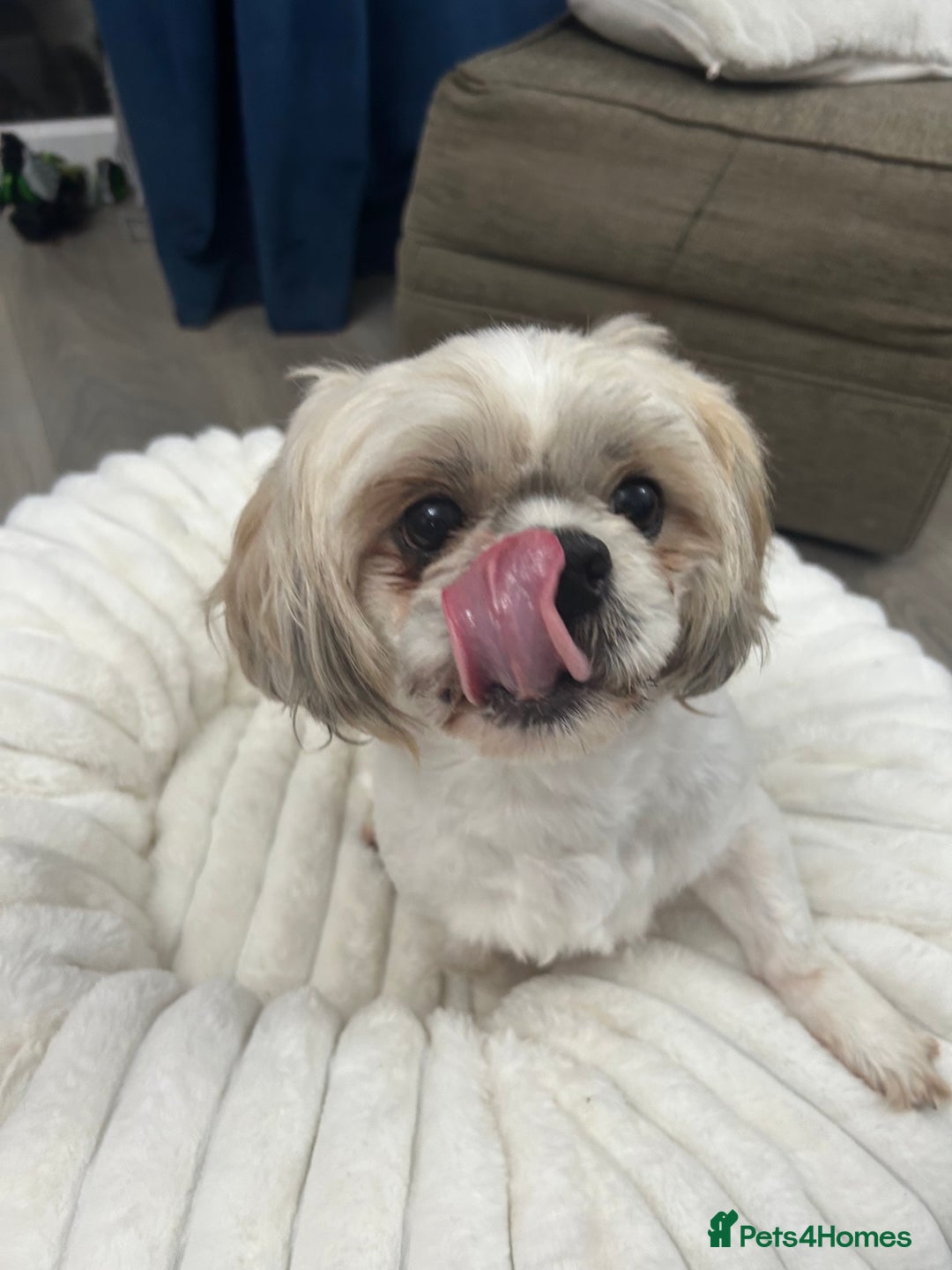 Shih Tzu dogs for sale: Shih tzu - Image 3