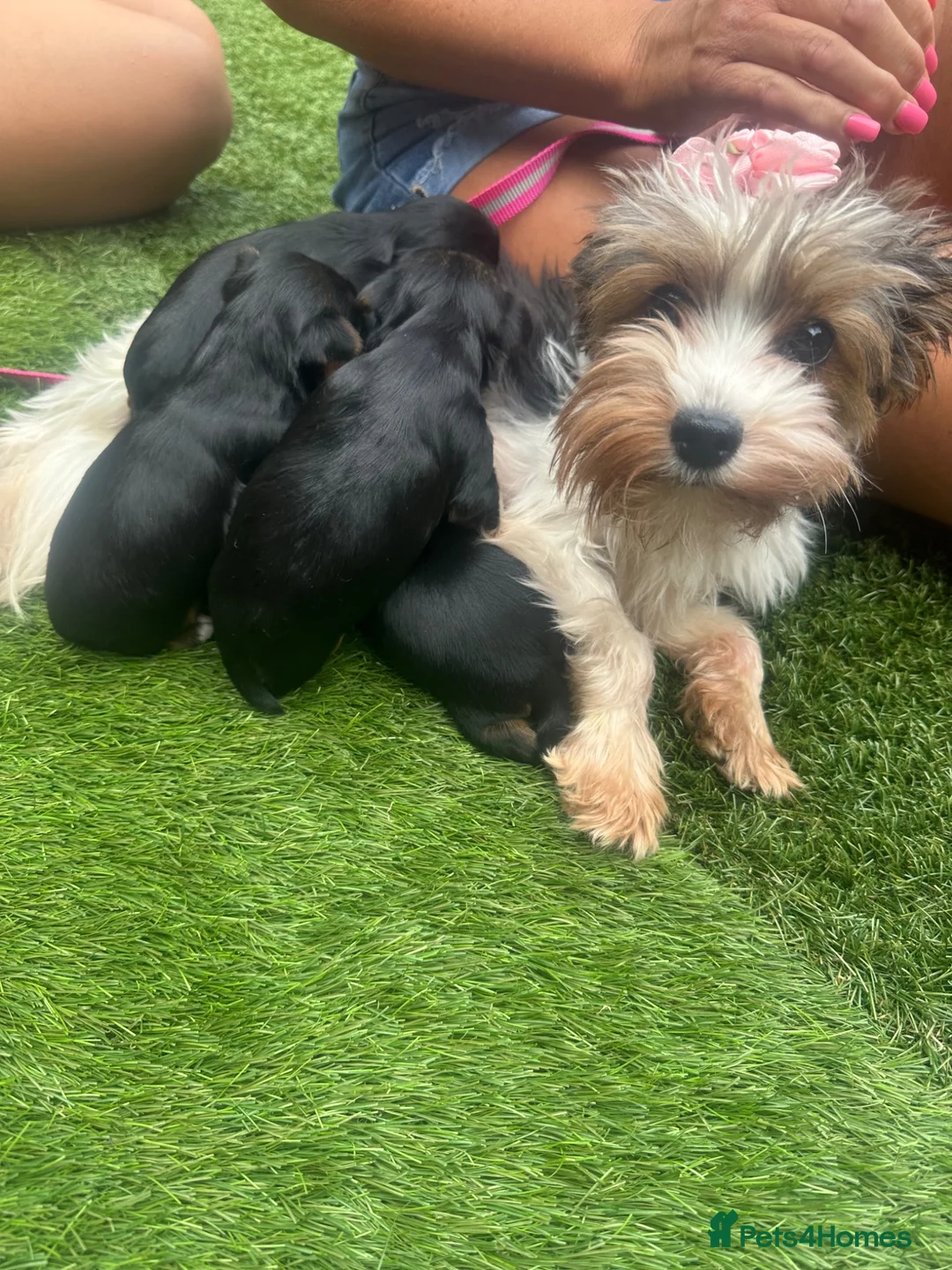 Yorkshire Terrier dogs for sale: Yorkie Buer - Advert 2