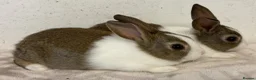 Dutch rabbits for sale: Baby Dutch bucks for sale  - Advert 2