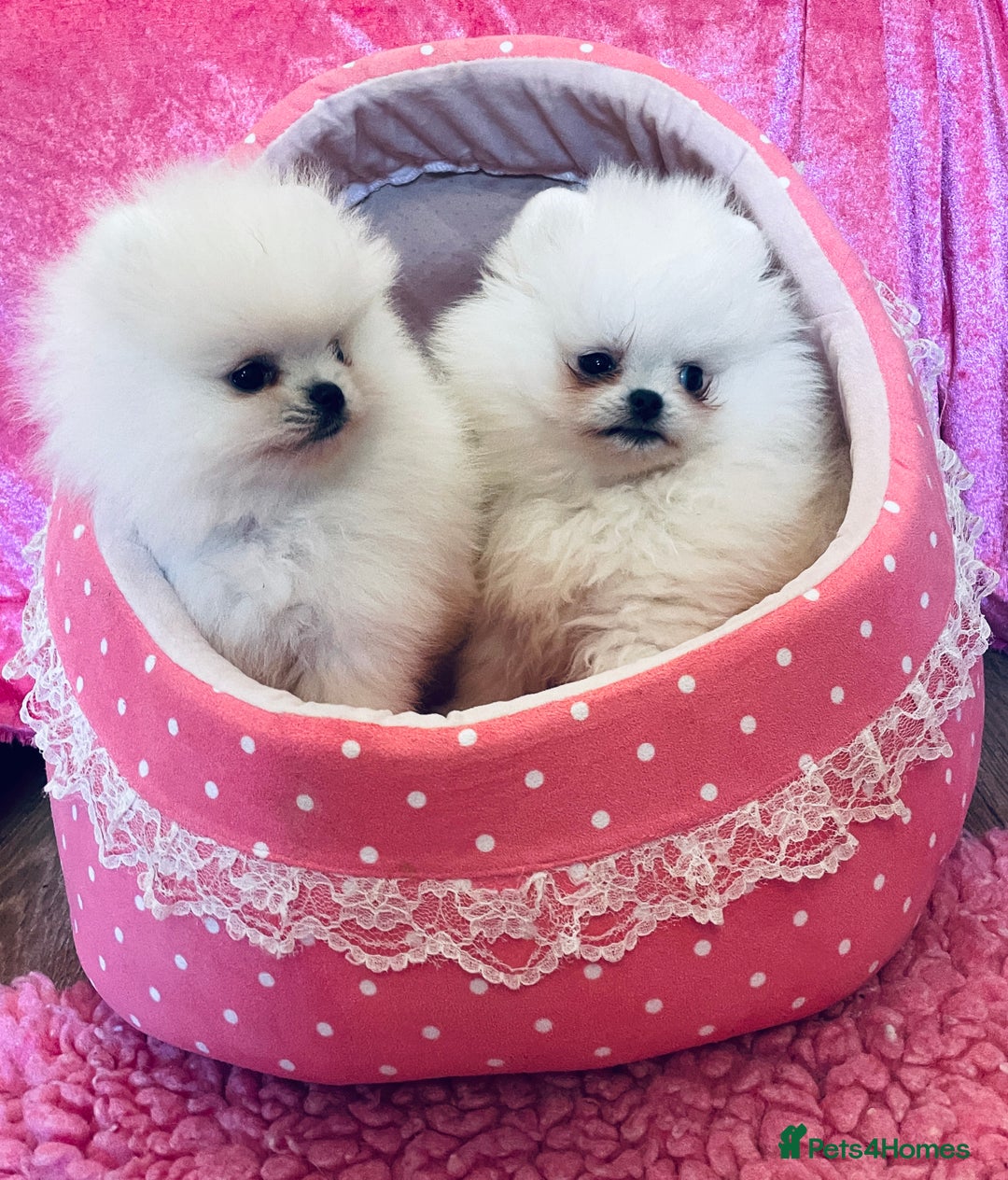 Pomeranian dogs for sale: Stunning teddybear face Boys Ready🌟 - Advert 19