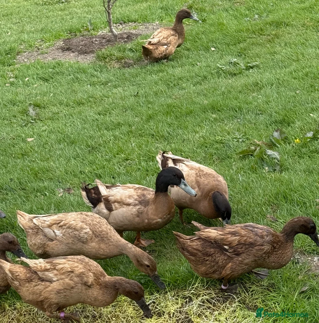 Ducks poultry for sale: Khaki Campbell trio  - Advert 4