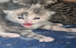 Maine Coon cats for sale: Main coon/ British short hair mix - Image 2