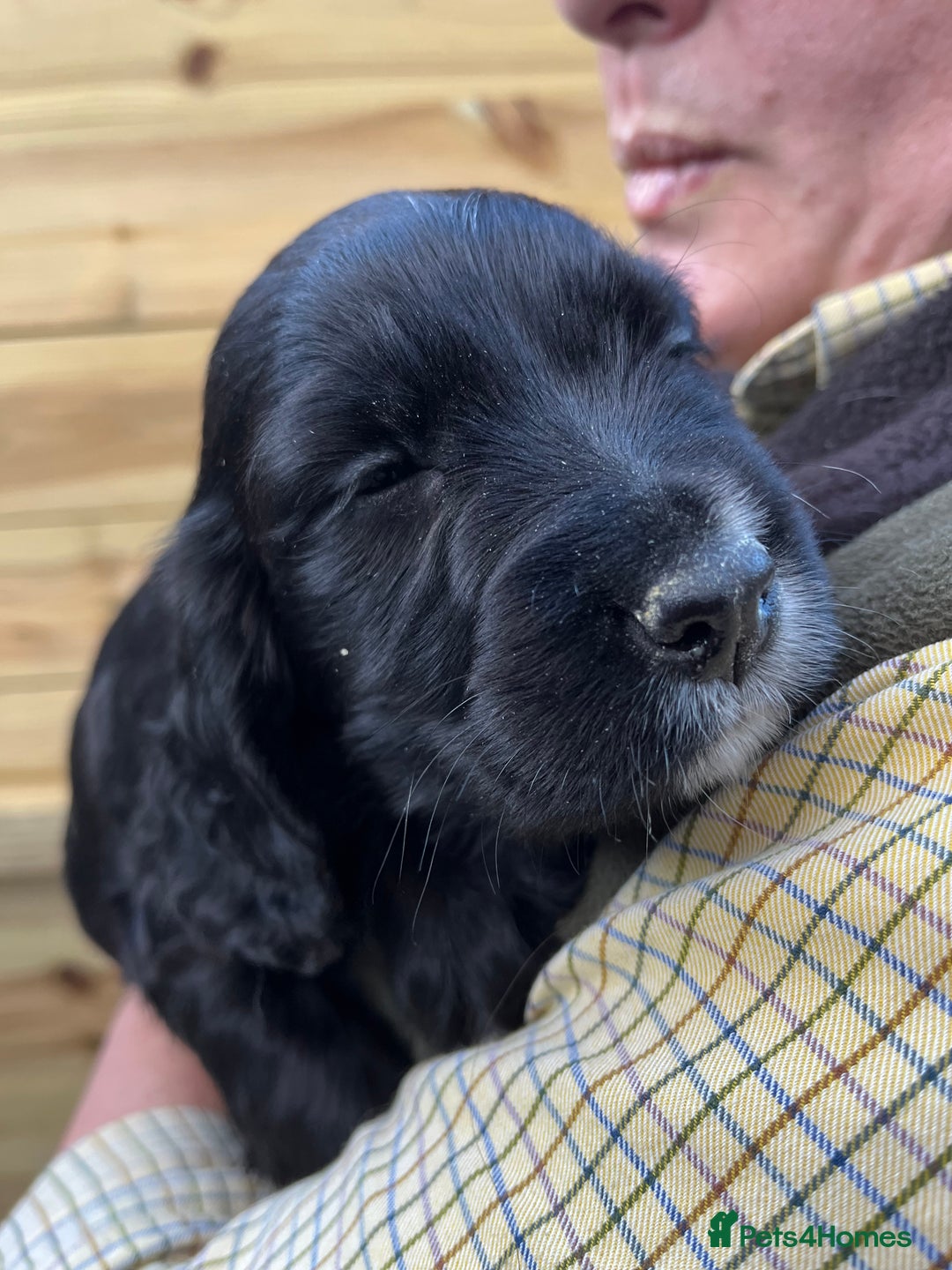 Cocker Spaniel dogs for sale: Stunning Health Tested WCS Pups - Advert 12