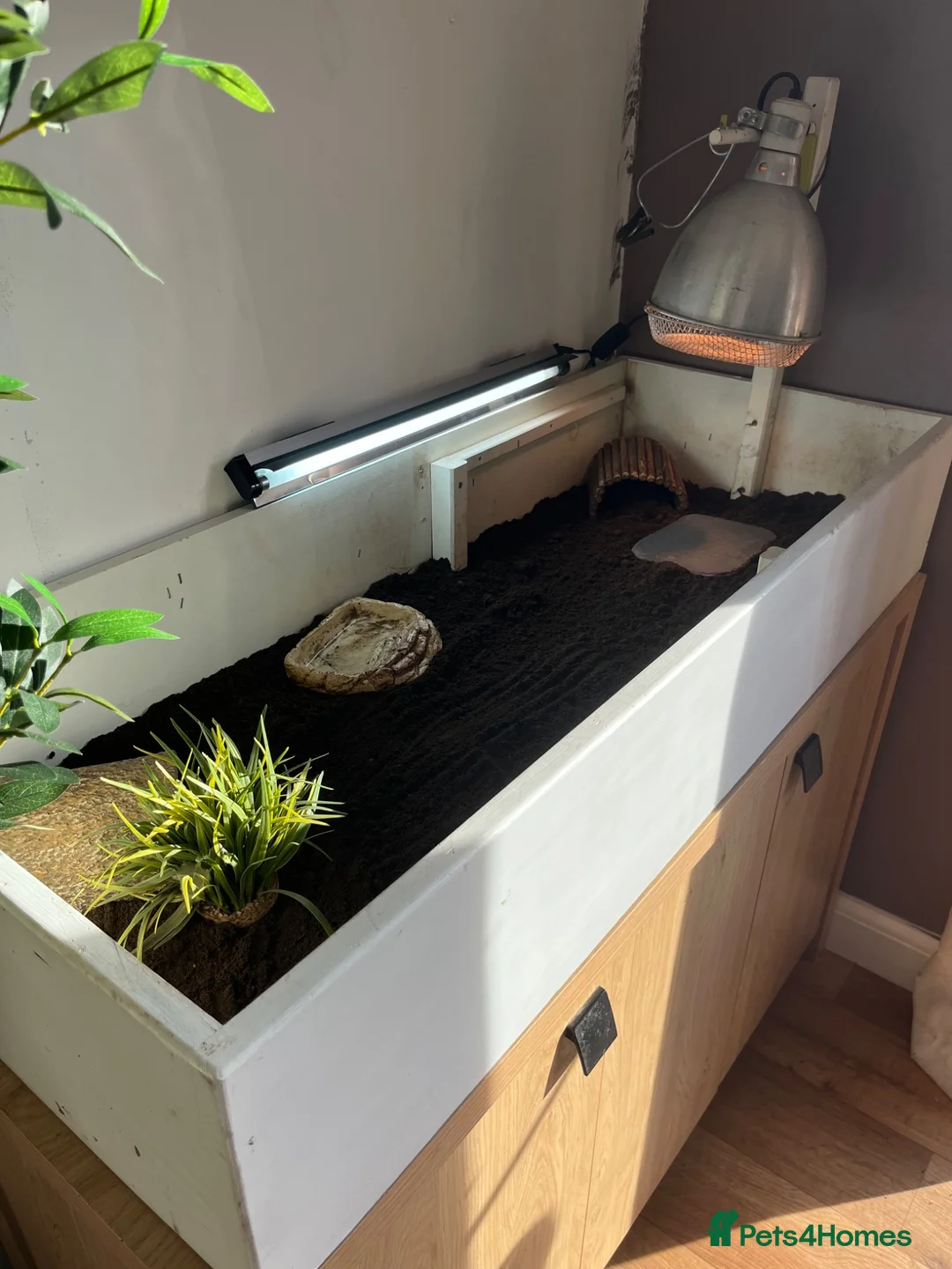 Tortoise reptiles for sale: Marginated Tortoise & Set Up in Dawlish - Advert 2