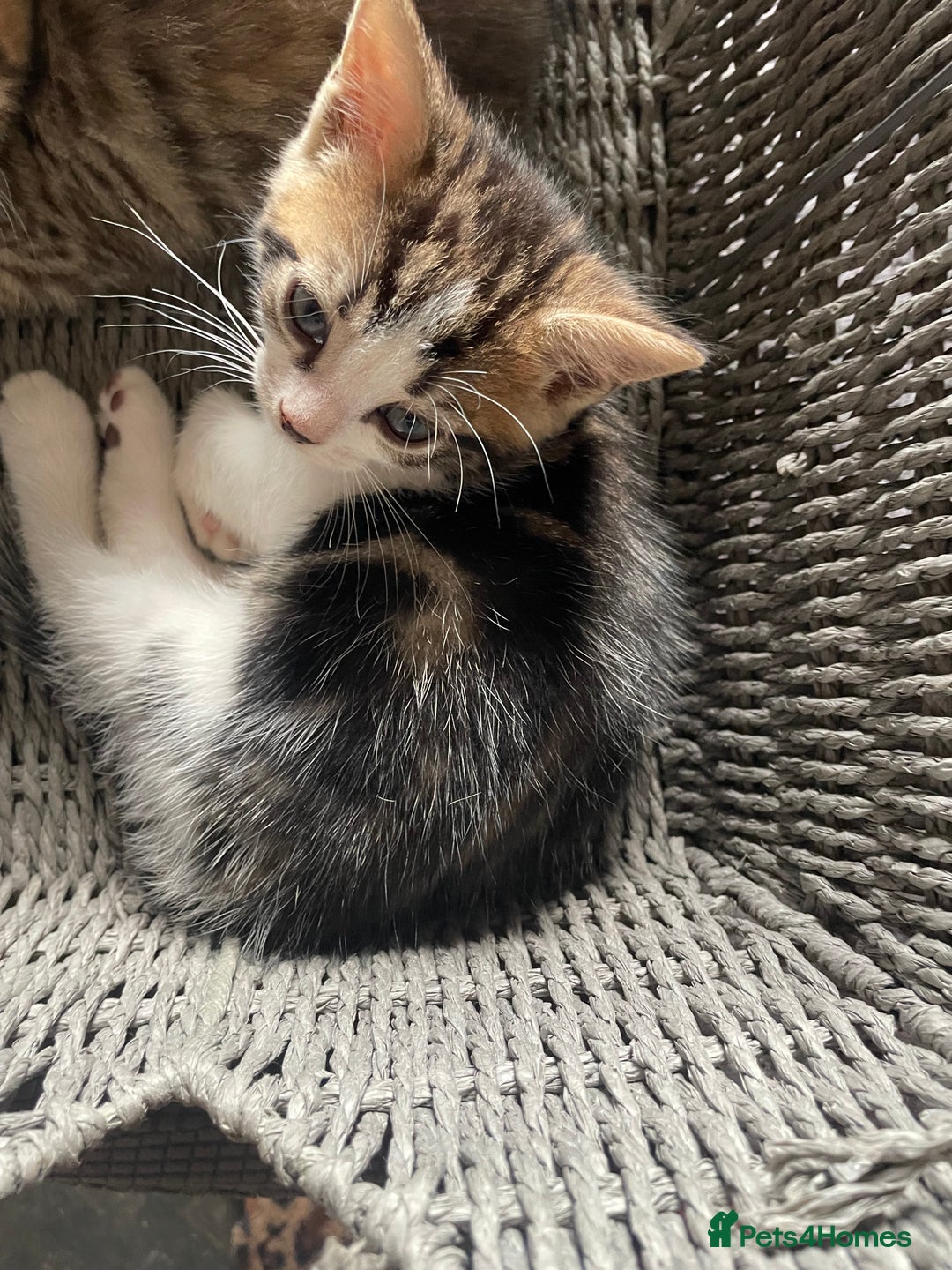 Bengal cats for sale: Beagle cross  - Image 1