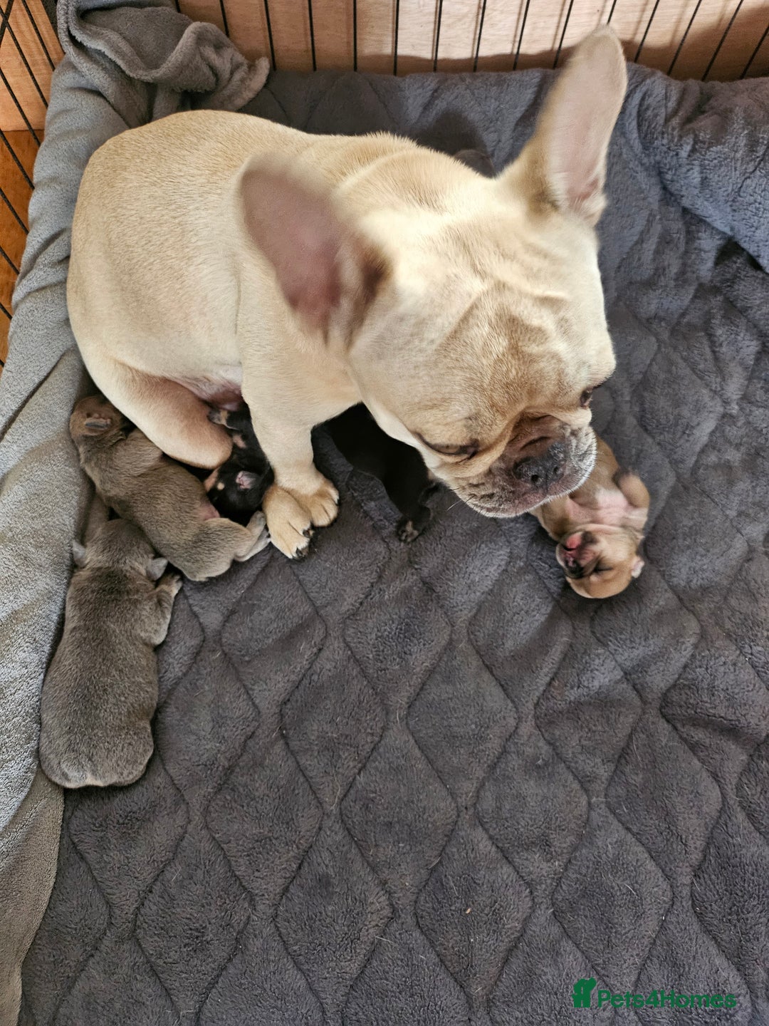 French Bulldog dogs for sale: ⚡️Exquisite 🌈 Pedigree French Bulldog Puppies ⚡️ - Image 28