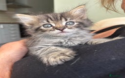 Ragdoll cats for sale: GCCF Ragdoll-Mix Kittens – Rare & Longhaired 🐾 - Image 3