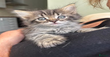 Ragdoll cats - Advert 3