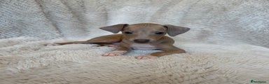 Italian Greyhound Puppy 4