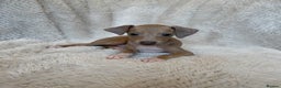 Italian Greyhound dogs for sale: KC Champion lines ⭐️ Italian Greyhound puppies  - Advert 1