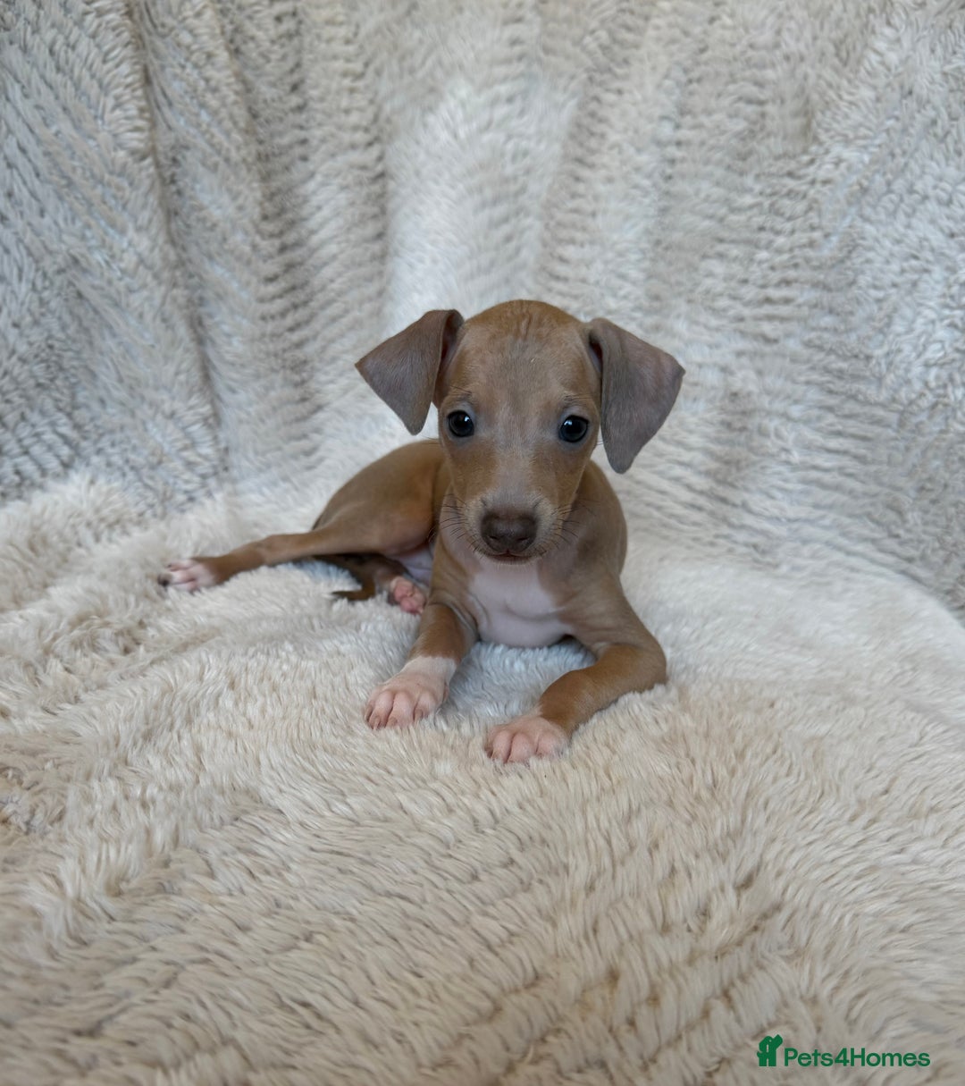 Italian Greyhound dogs for sale: KC Champion lines ⭐️ Italian Greyhound puppies  - Advert 1