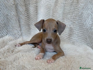 Italian Greyhound dogs KC Italian Greyhound Puppies Champion lines ⭐️ - Advert 2