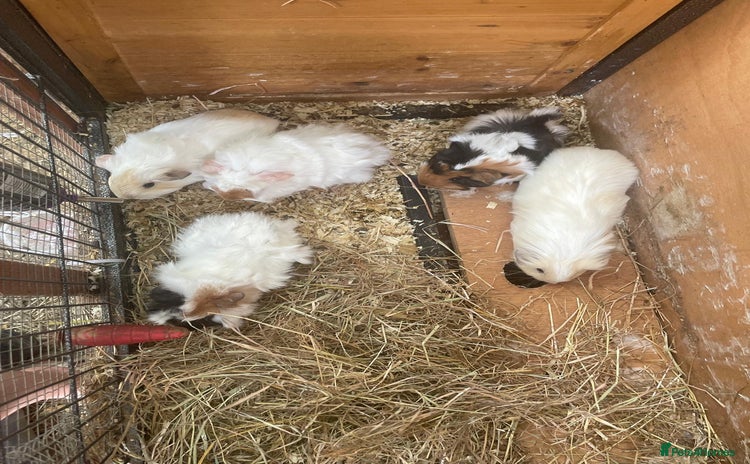 Guinea Pig rodents - Advert 1
