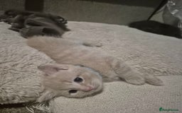Mixed Breed cats for sale: Blue, dilute tortie, cream and black kittens - Image 7