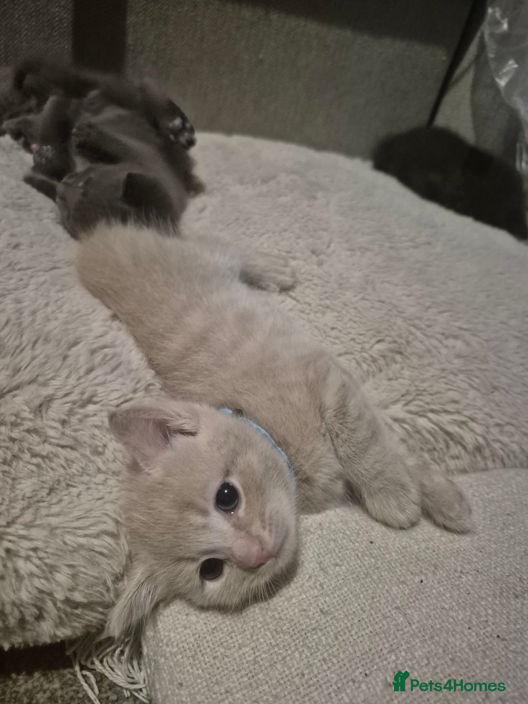 Mixed Breed cats for sale: Blue, dilute tortie, cream and black kittens - Image 7