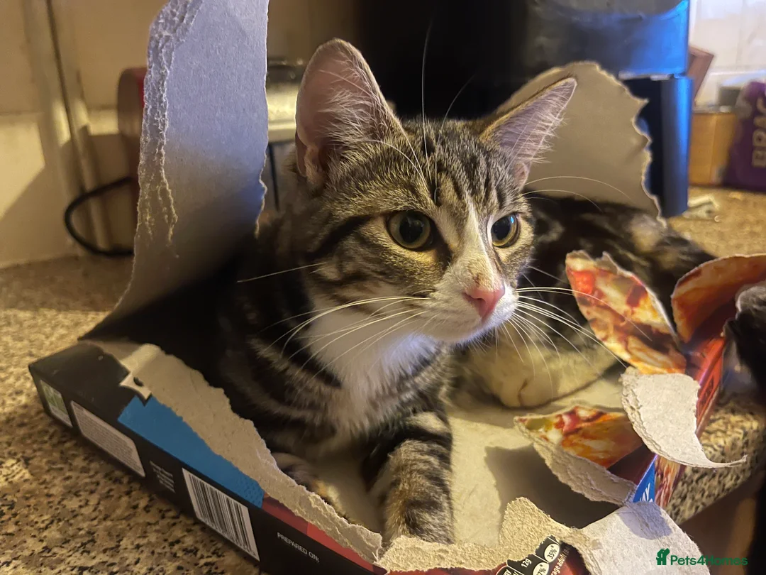 Mixed Breed cats for sale: Kittens looking for home  - Advert 6