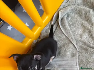 Chihuahua dogs Chihuahua puppies - Advert 6