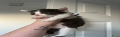 Mixed Breed 2