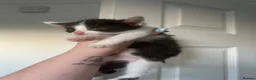Mixed Breed cats for sale: Mixed breed kittens  - Advert 4