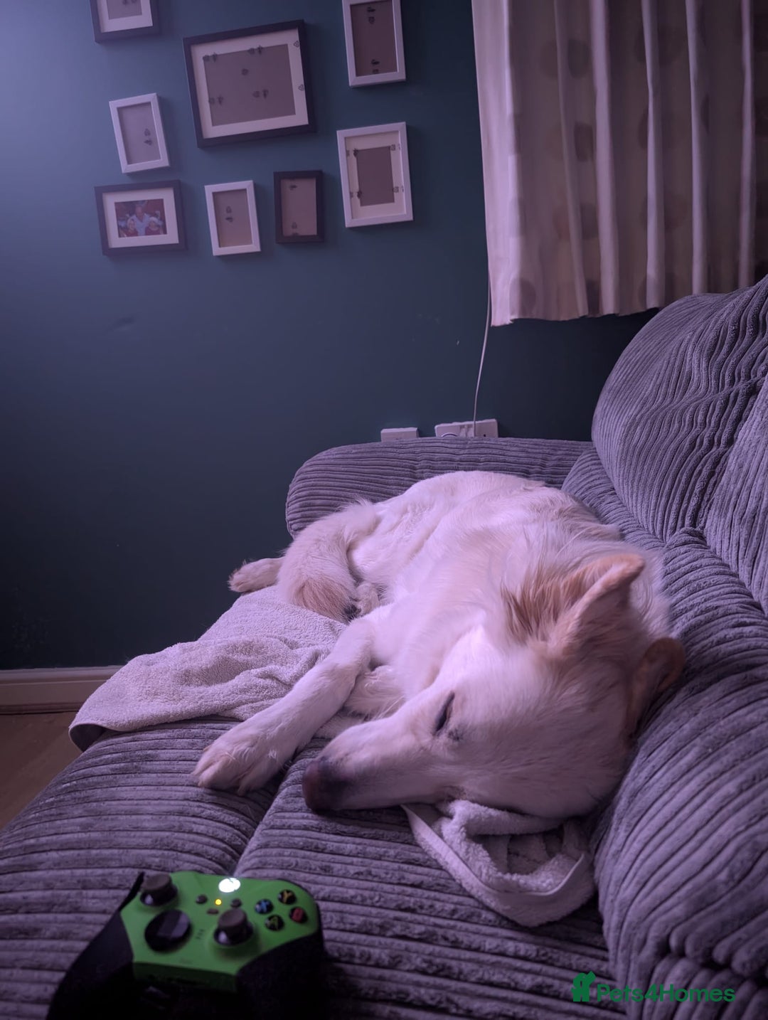 German Shepherd dogs for sale: Edie  - Advert 5