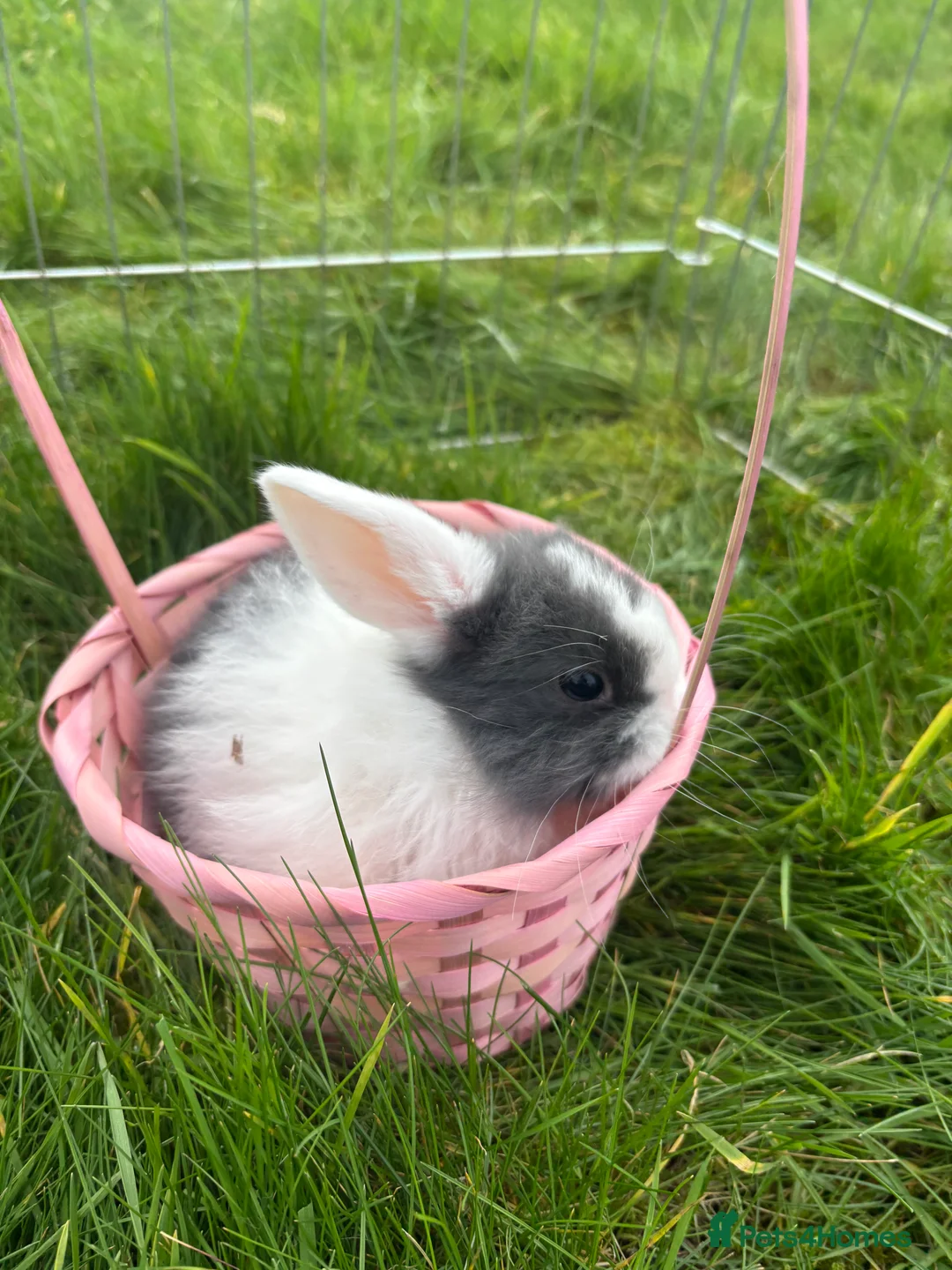 Mini Lop rabbits for sale: 2 blue eye boys mini lops  - Advert 2