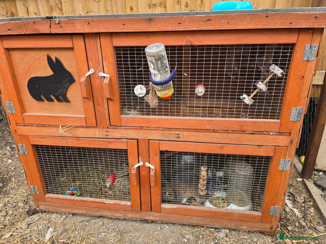 Mixed Breed rabbits for sale: Pair of bucks - Image 4