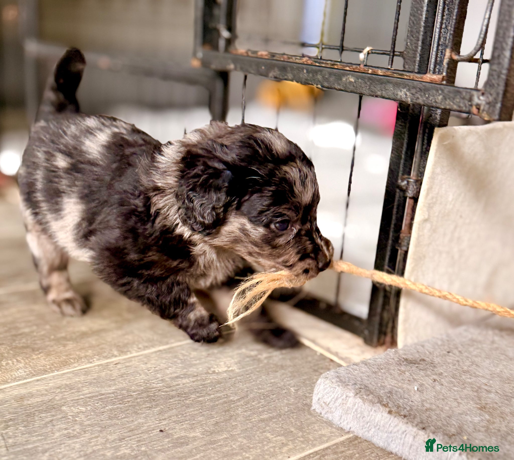 Cockapoo dogs Cockapoo Puppies ready soon  - Advert 1