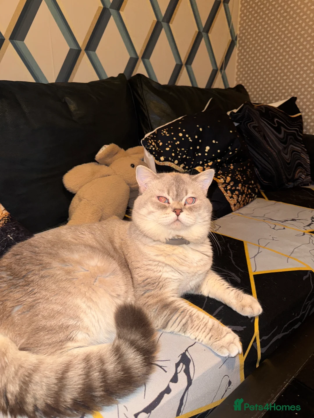Scottish Fold cats for stud: Lovely Scottish Straight boy for stud in Milton Keynes - Advert 23