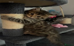 Mixed Breed cats for sale: Maine coon x Persian  - Image 12