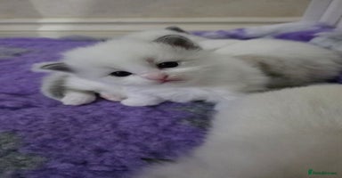 Ragdoll cats - Advert 5