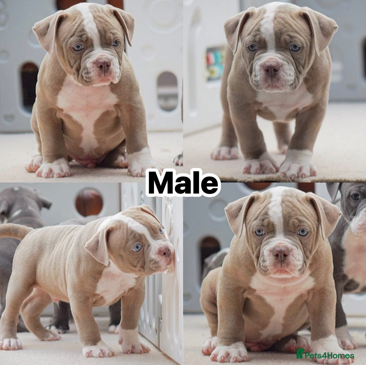 Old Tyme Bulldog dogs 23 years 5⭐️Licensed & Registered uk no1  - Advert 12