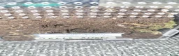 Spiders invertebrates for sale: 13 tarantulas  in Gainsborough - Advert 1