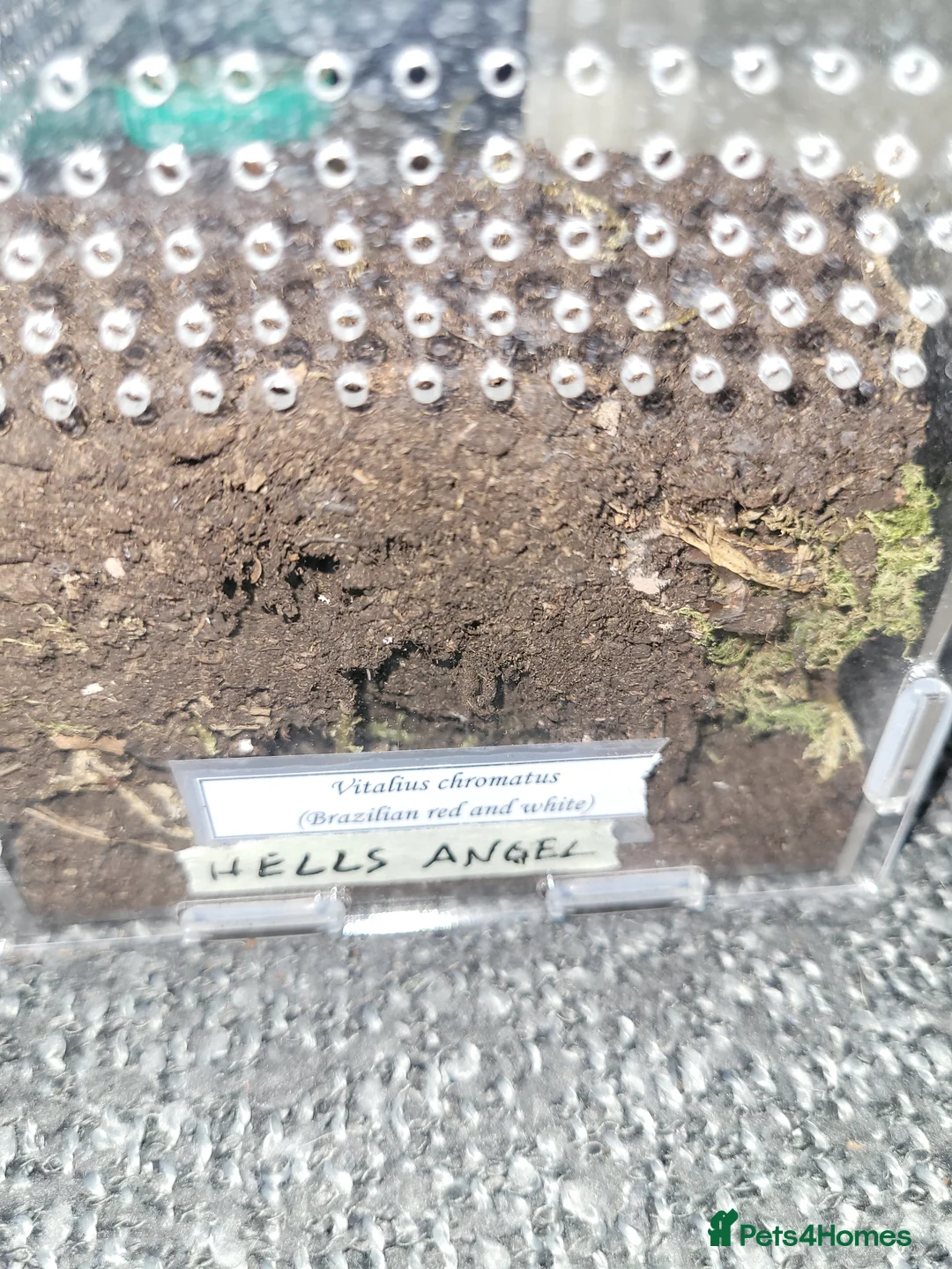 Spiders invertebrates for sale: 13 tarantulas  in Gainsborough - Advert 1