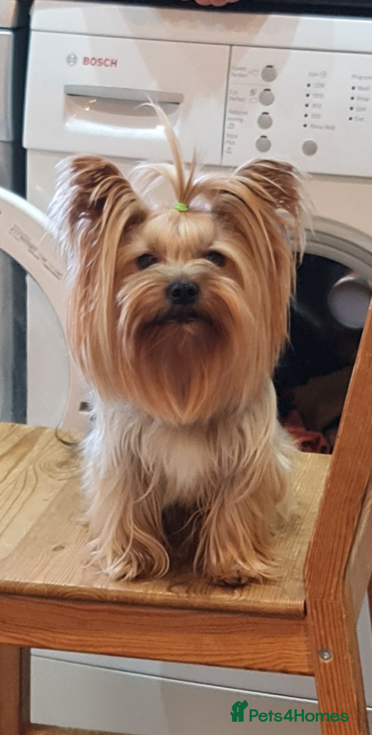 Yorkshire Terrier dogs  Beautiful boy ready for stud in Dagenham - Advert 1